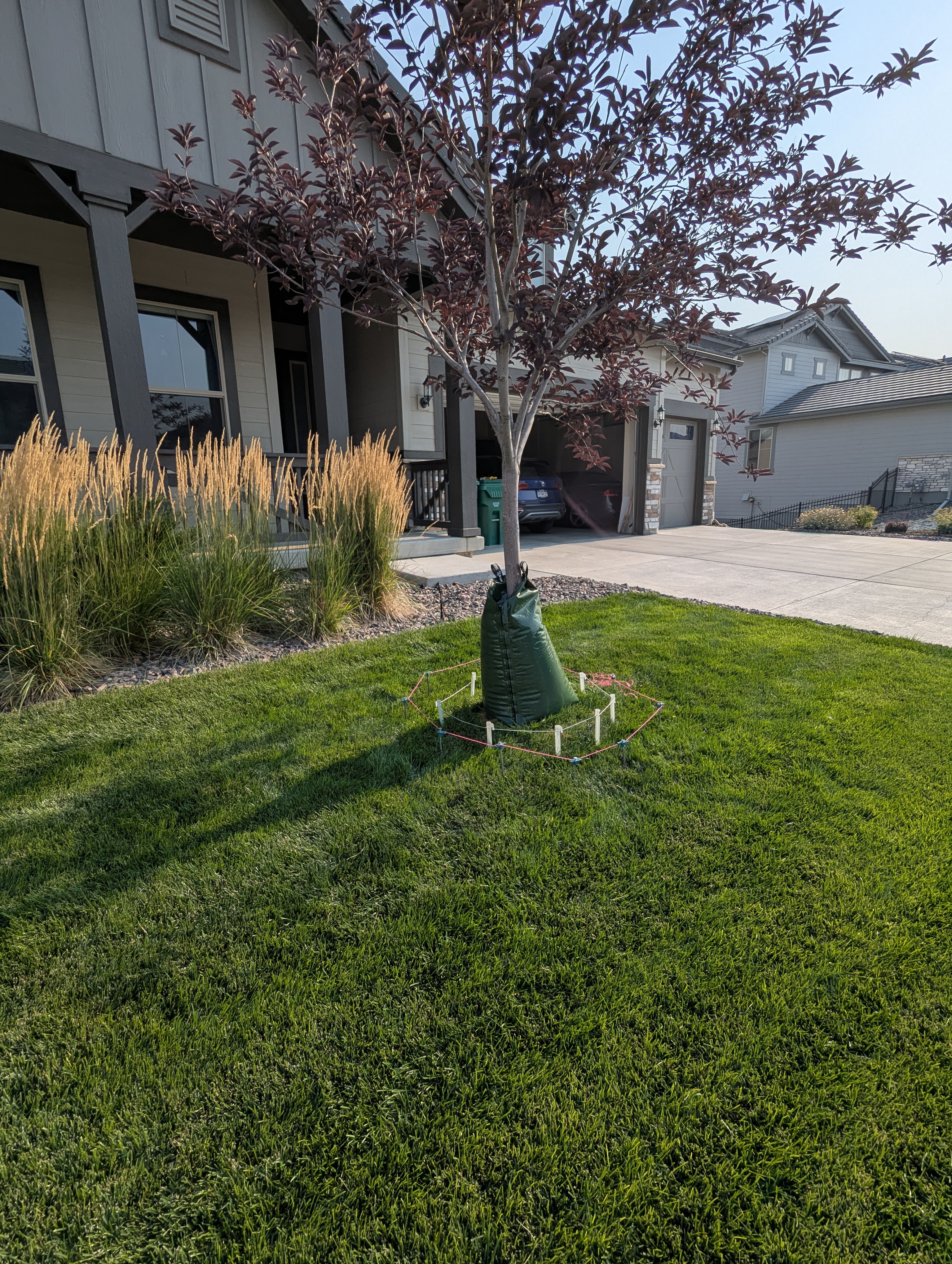 Tree Ring, Home Improvement, Morrison, Colorado
